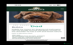 Cavapoo dogs for sale: 💫 TOY CAVAPOO PUPPYS HEALTH TESTED 💫  - Image 12
