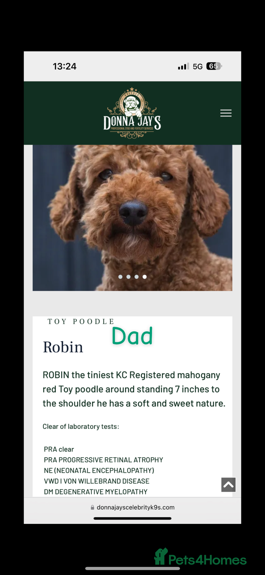 Cavapoo dogs for sale: 💫 TOY CAVAPOO PUPPYS HEALTH TESTED 💫  - Image 12