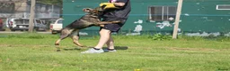 German Shepherd dogs for sale: Elite working line puppies. Repeat breeding! - Advert 8