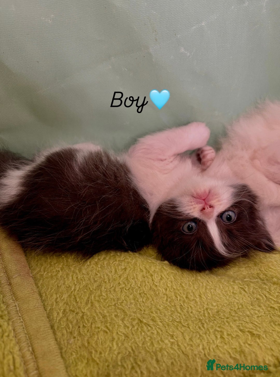 Persian cats for sale: Pure breed Rare Colours Gorgeous Persian Kittens  - Image 9