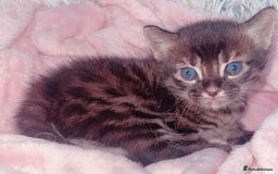 Mixed Breed cats for sale: Rare black blue eye bengal kittens - Image 7