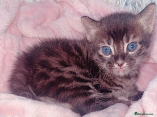 Mixed Breed cats - Advert 36