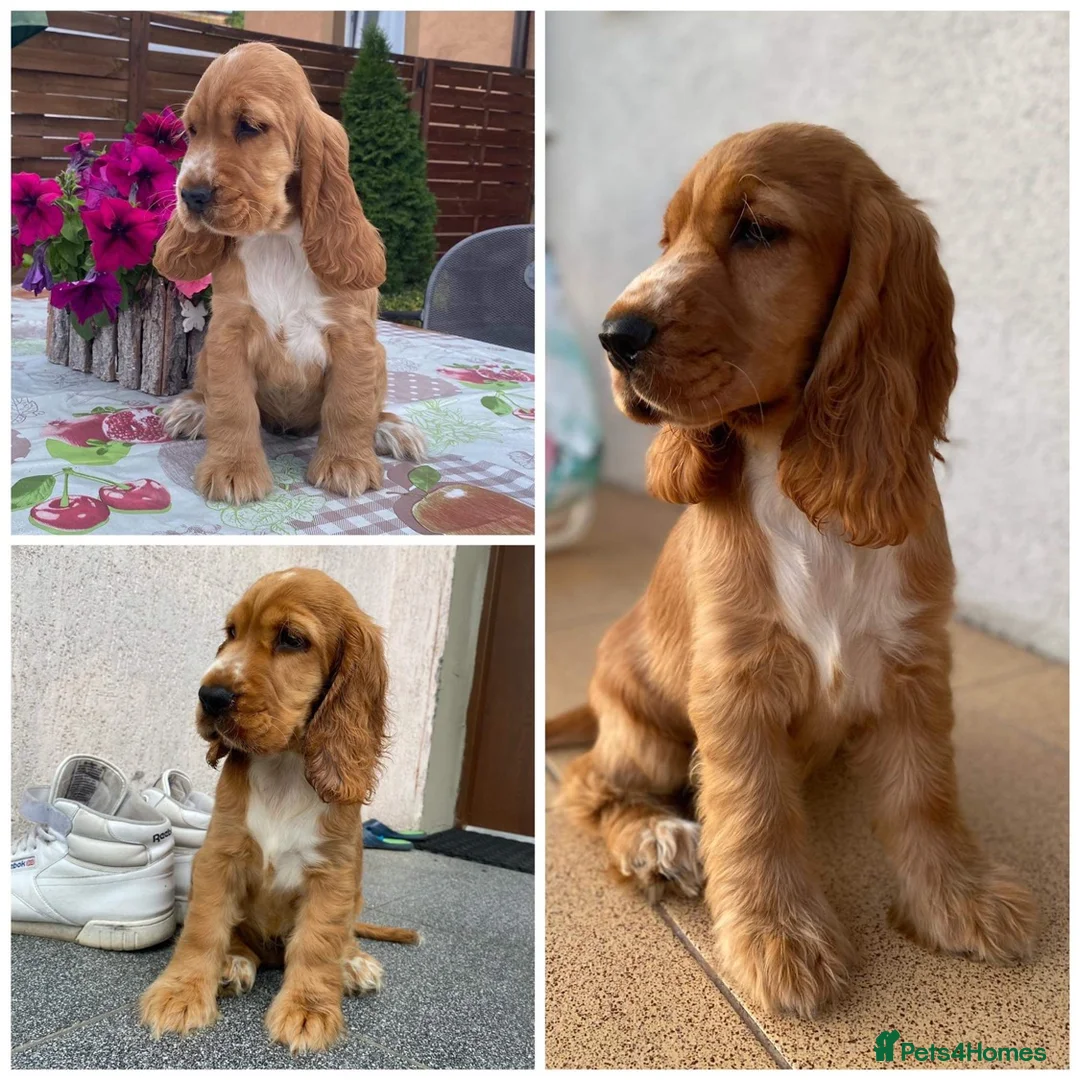 Cocker Spaniel dogs for sale: Adorable show cocker spaniel boys! Last Boy left - Advert 3