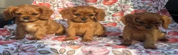 Cavalier King Charles Spaniel dogs for sale: Beautiful Cavalier king Charles spaniel puppies - Advert 8