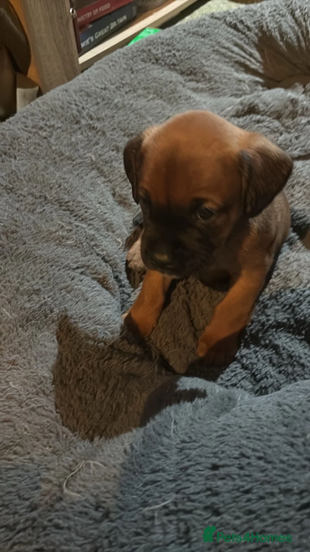 Mixed Breed dogs for sale: Two beautiful labox puppies in Queenborough - Advert 4