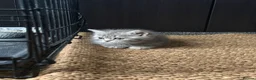 Mixed Breed cats for sale: 🐾 Beautiful British Shorthair Cross Kittens 🐾 - Advert 14