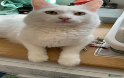 Turkish Angora cats for sale: Loving and affectionate Turkish angora  - Image 3