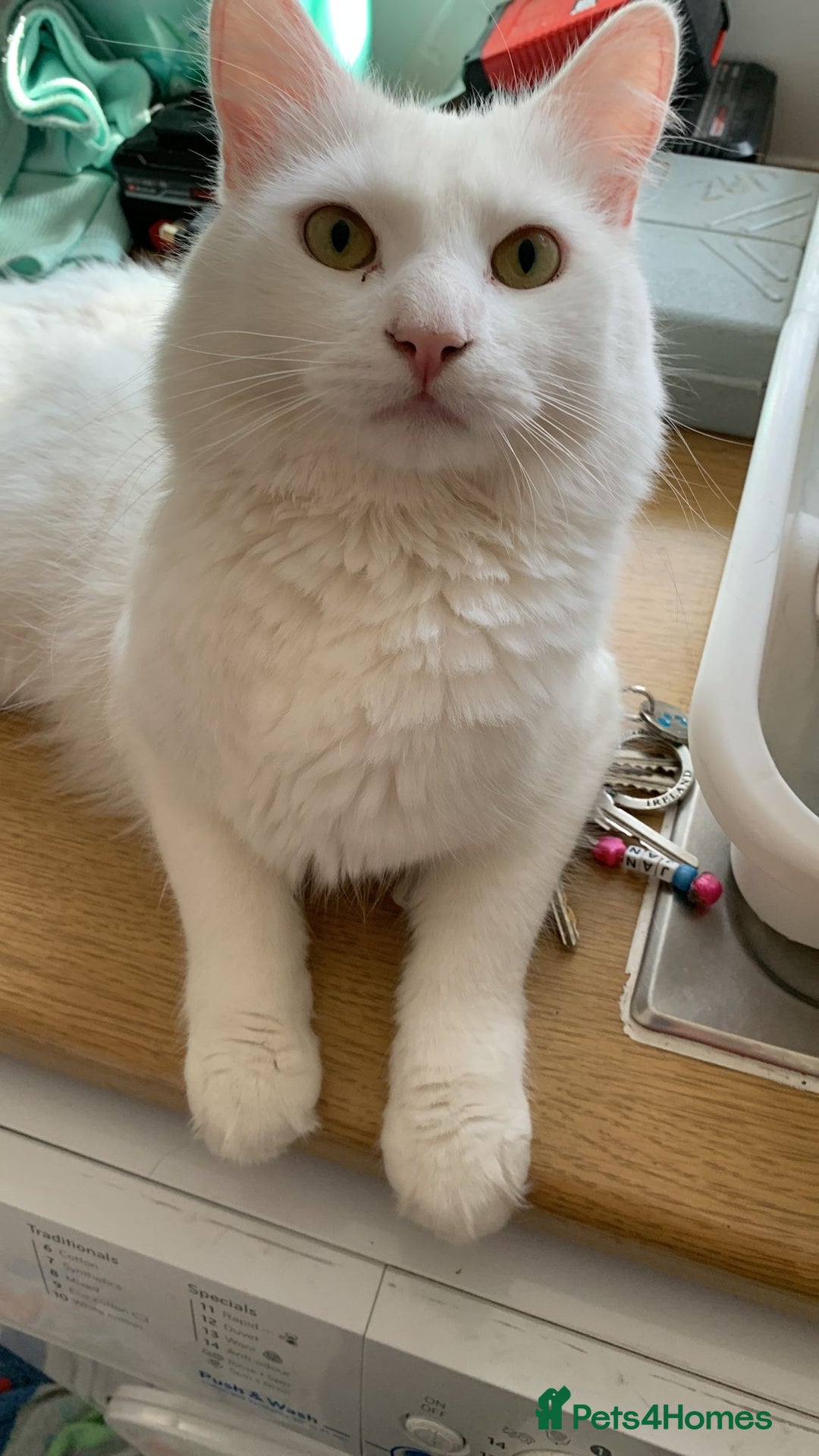 Turkish Angora cats for sale: Loving and affectionate Turkish angora  - Image 3