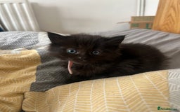 Mixed Breed cats for sale: Adorable 5-Week-Old Kittens Ready for Loving Home  - Image 17