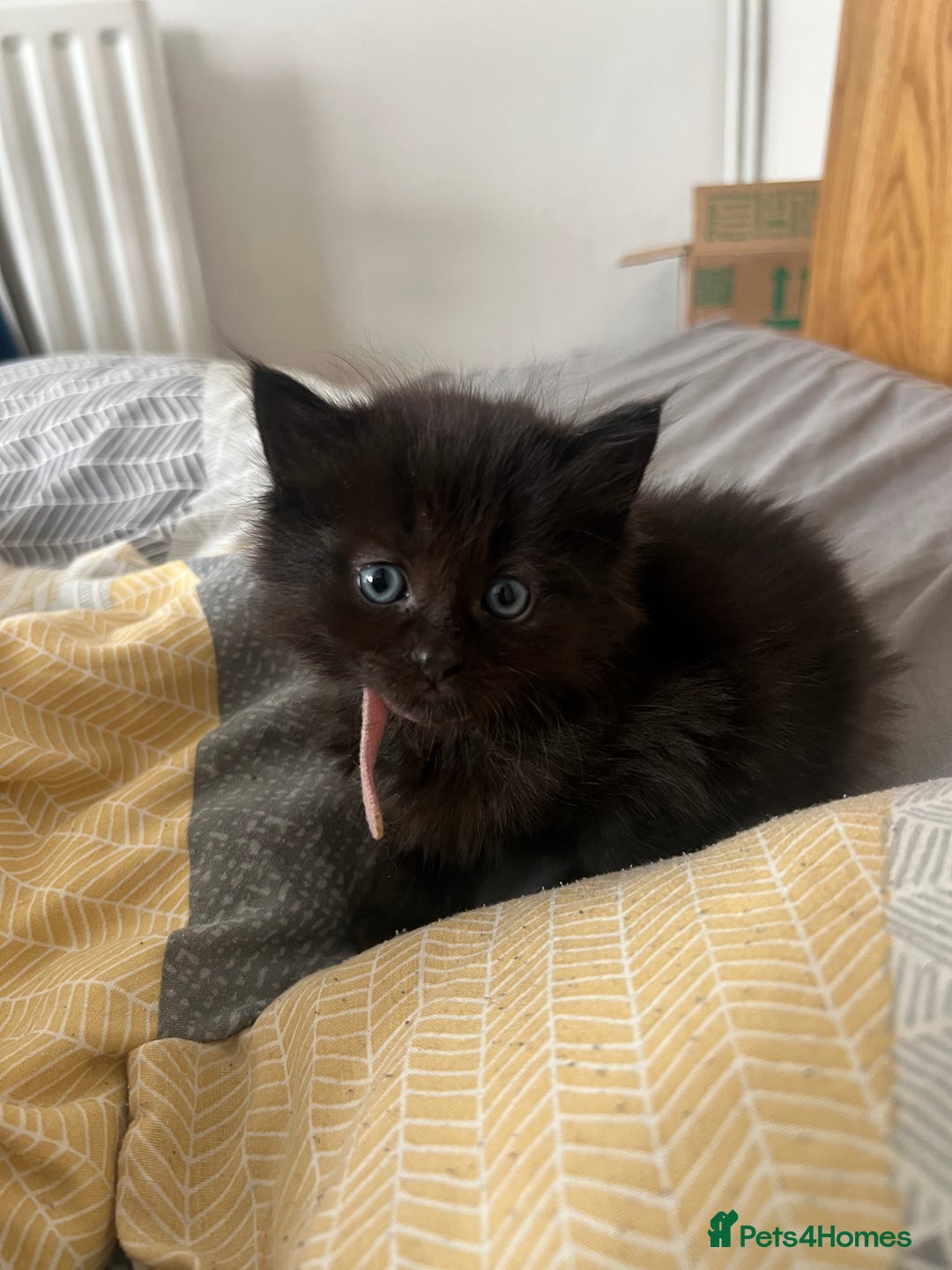 Mixed Breed cats for sale: Adorable 5-Week-Old Kittens Ready for Loving Home  - Image 17