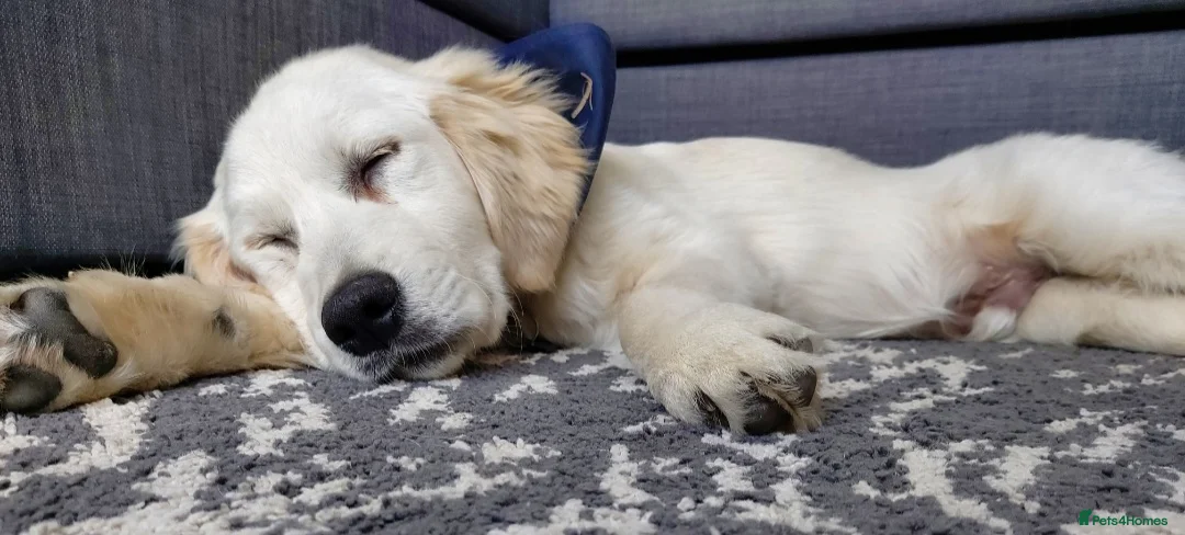 Golden Retriever dogs for stud:   ICT CLEAR Proven Golden Retriever for stud in Manchester - Advert 34