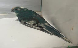 Parakeets birds for sale: Kakariki - Image 3