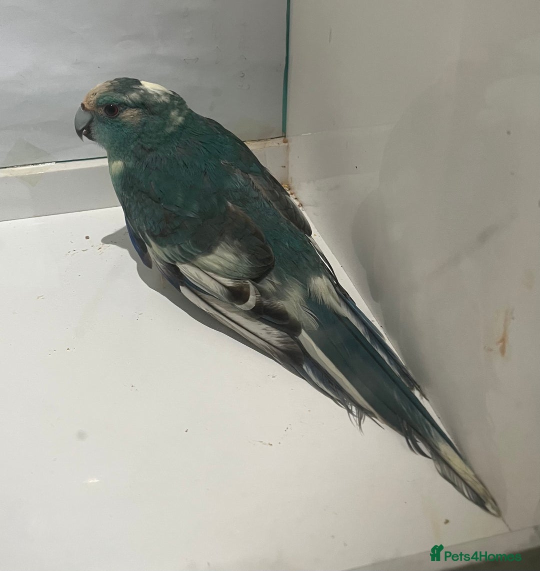Parakeets birds for sale: Kakariki - Image 3
