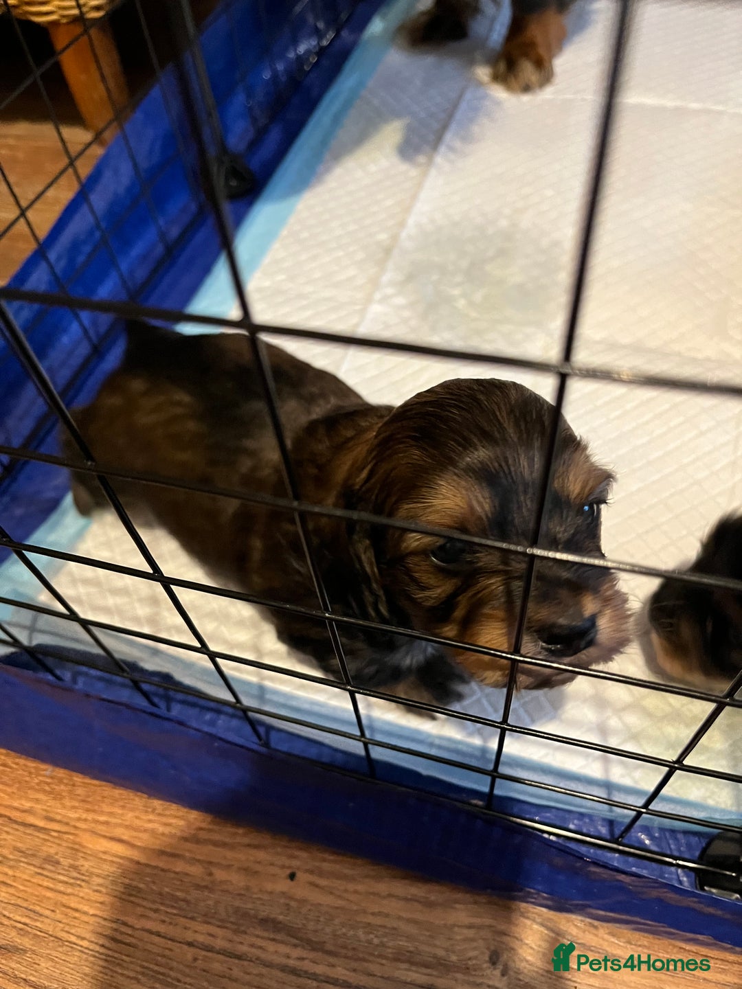 Mixed Breed dogs for sale: Beautiful Zuchon Doxies - Advert 32