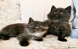 Maine Coon cats for sale: Black Smoke Maine Coon Kittens - Image 1