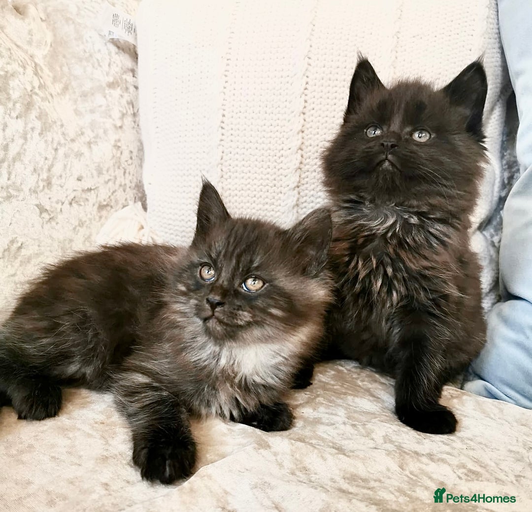 Maine Coon cats for sale: Black Smoke Maine Coon Kittens - Image 1