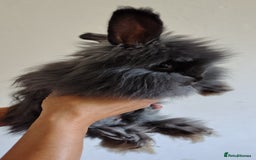 Angora rabbits for sale: Stunning Luxury Angora Rabbits - Image 5