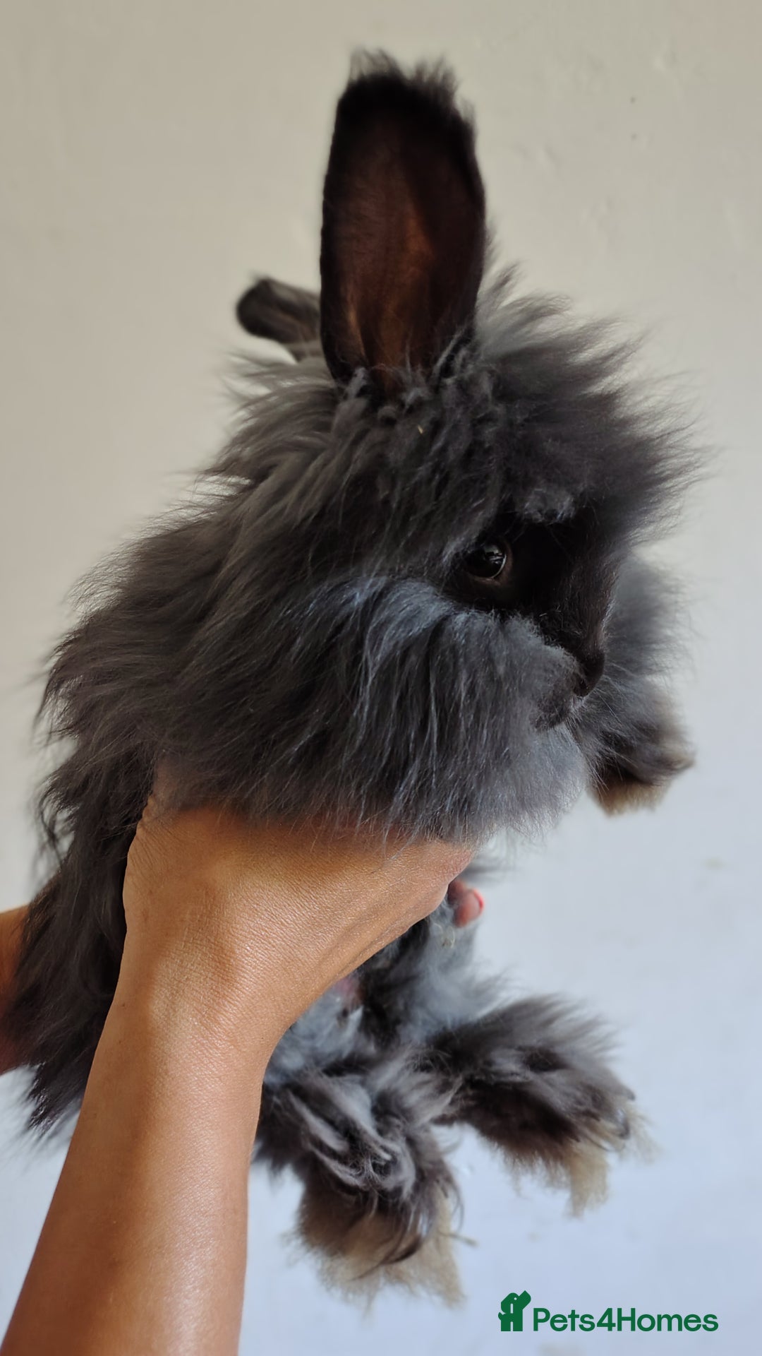 Angora rabbits for sale: Stunning Luxury Angora Rabbits - Image 5