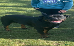 Rottweiler dogs for sale: Beautiful litter of 6 boys - Image 20