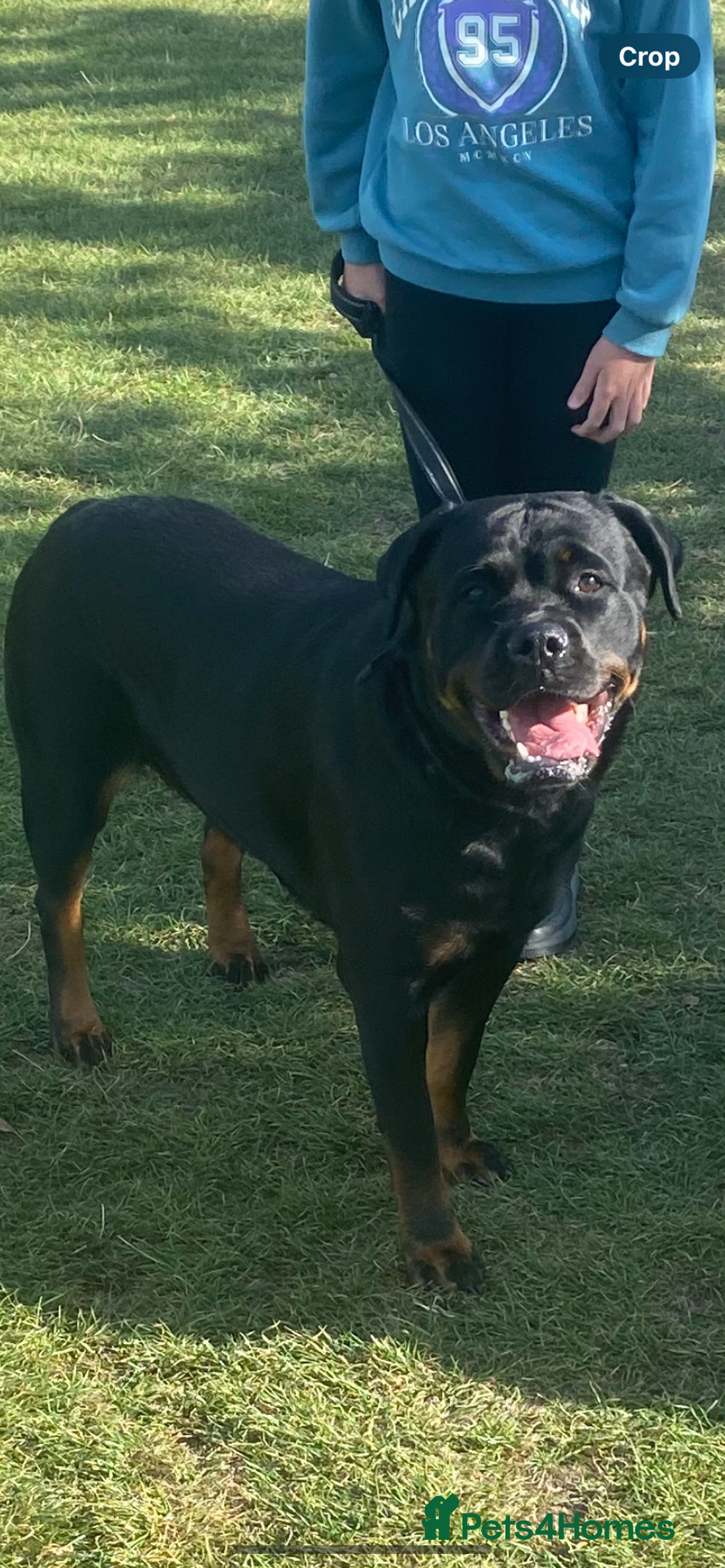Rottweiler dogs for sale: Beautiful litter of 6 boys - Image 20
