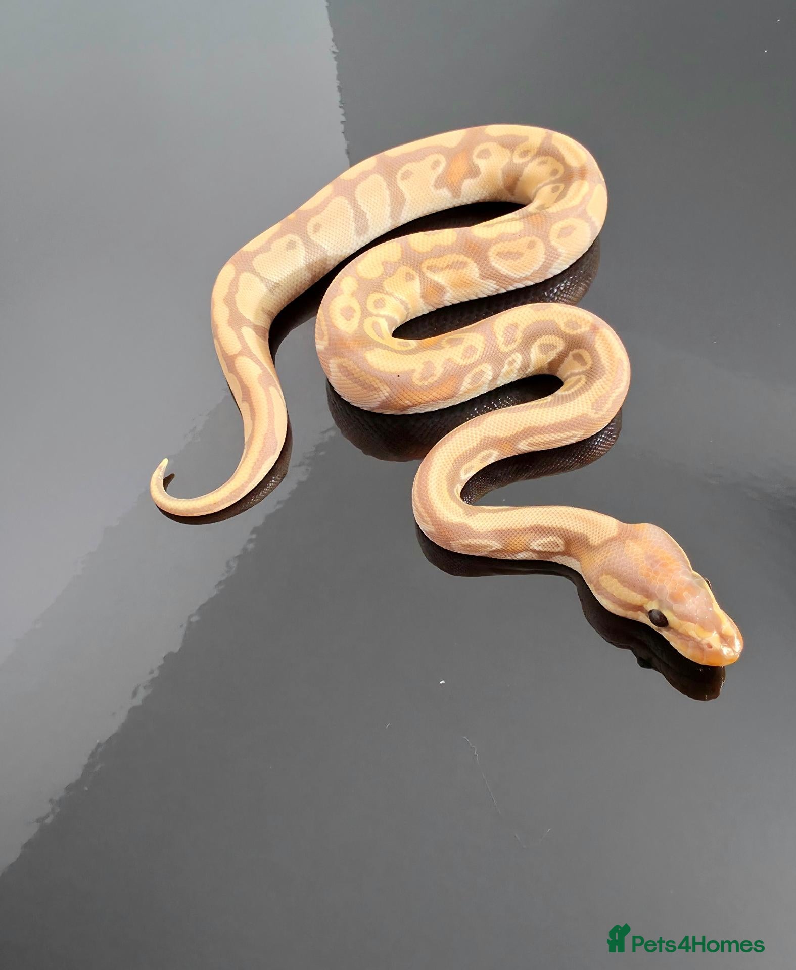 Python Snake reptiles Regius pythons/ ball pythos - Advert 1