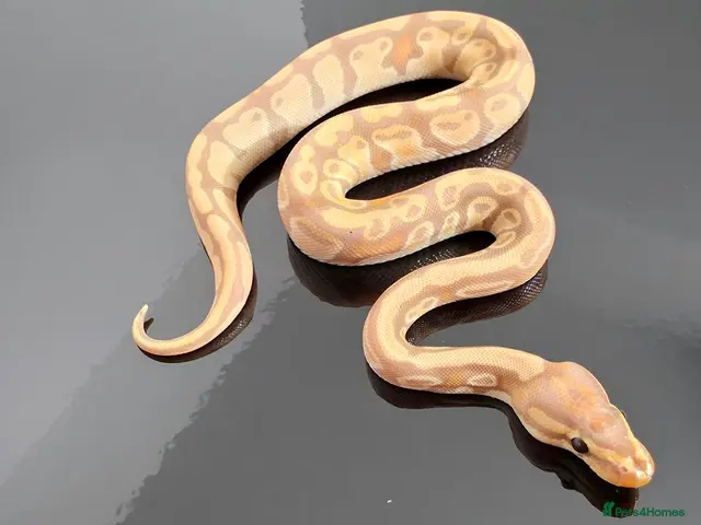 Python Snake reptiles Regius pythons/ ball pythos - Advert 1