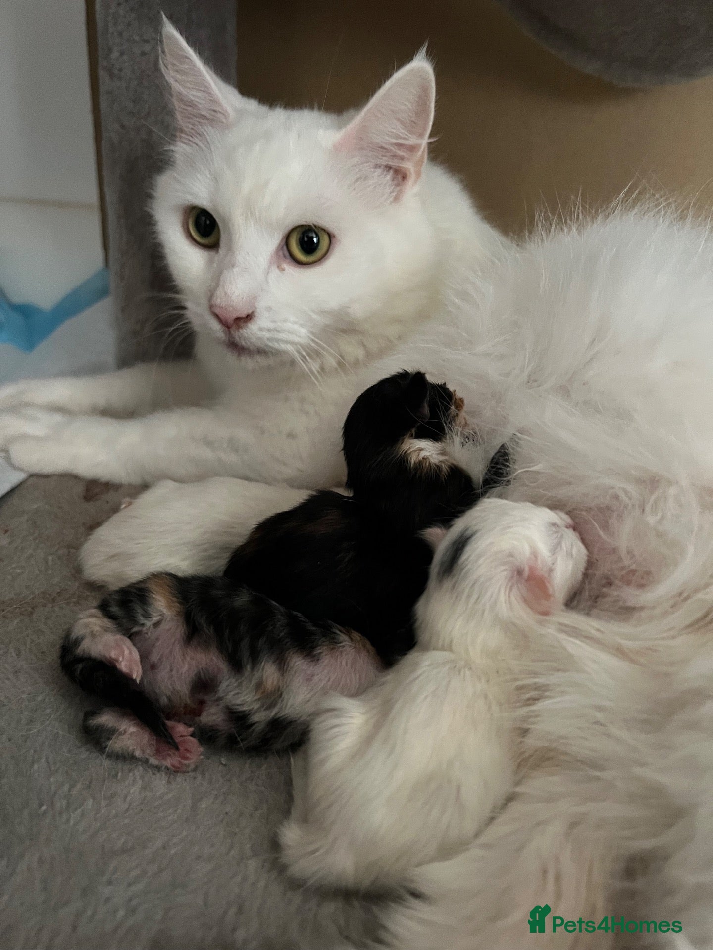 Turkish Angora cats Beautiful Turkish Angora Kittens 🍼🐱🐾 - Advert 3