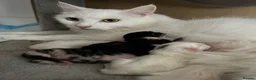 Turkish Angora cats for sale: Beautiful Turkish Angora Kittens 🍼🐱🐾 - Advert 1