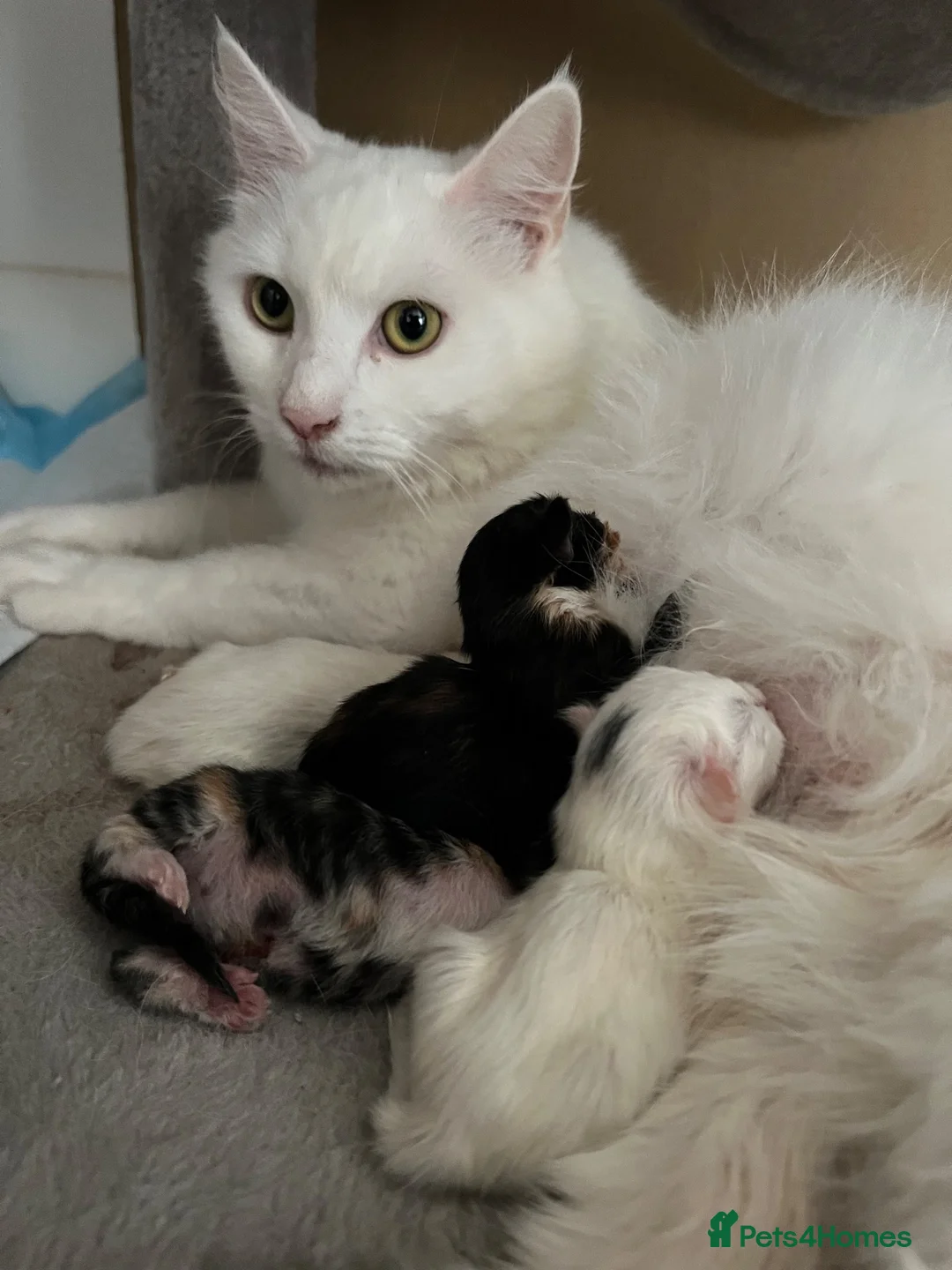 Turkish Angora cats for sale: Beautiful Turkish Angora Kittens 🍼🐱🐾 - Advert 1