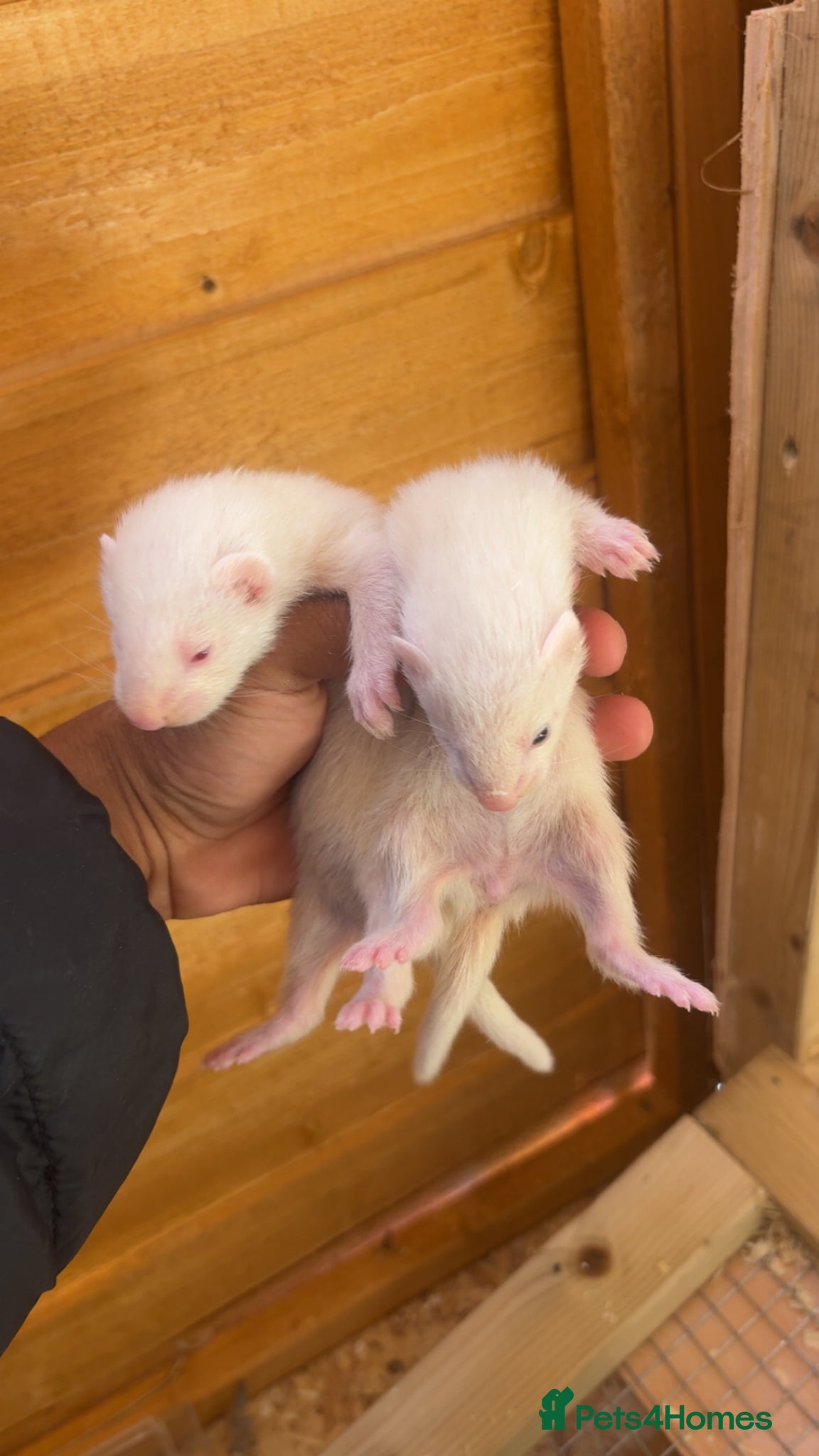Ferret rodents for sale: Mico working ferret and normal working ferry kits in Castleford - Advert 2