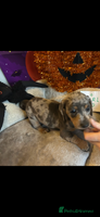 Dachshund dogs - Advert 1