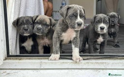 Cane Corso dogs for sale: Purebred Cane Corso puppies  - Image 10
