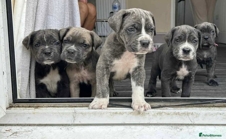 Cane Corso dogs - Advert 6