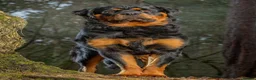 Rottweiler dogs for sale: Long Haired Fluffy Rottie Pups. Full Health Tested - Advert 22