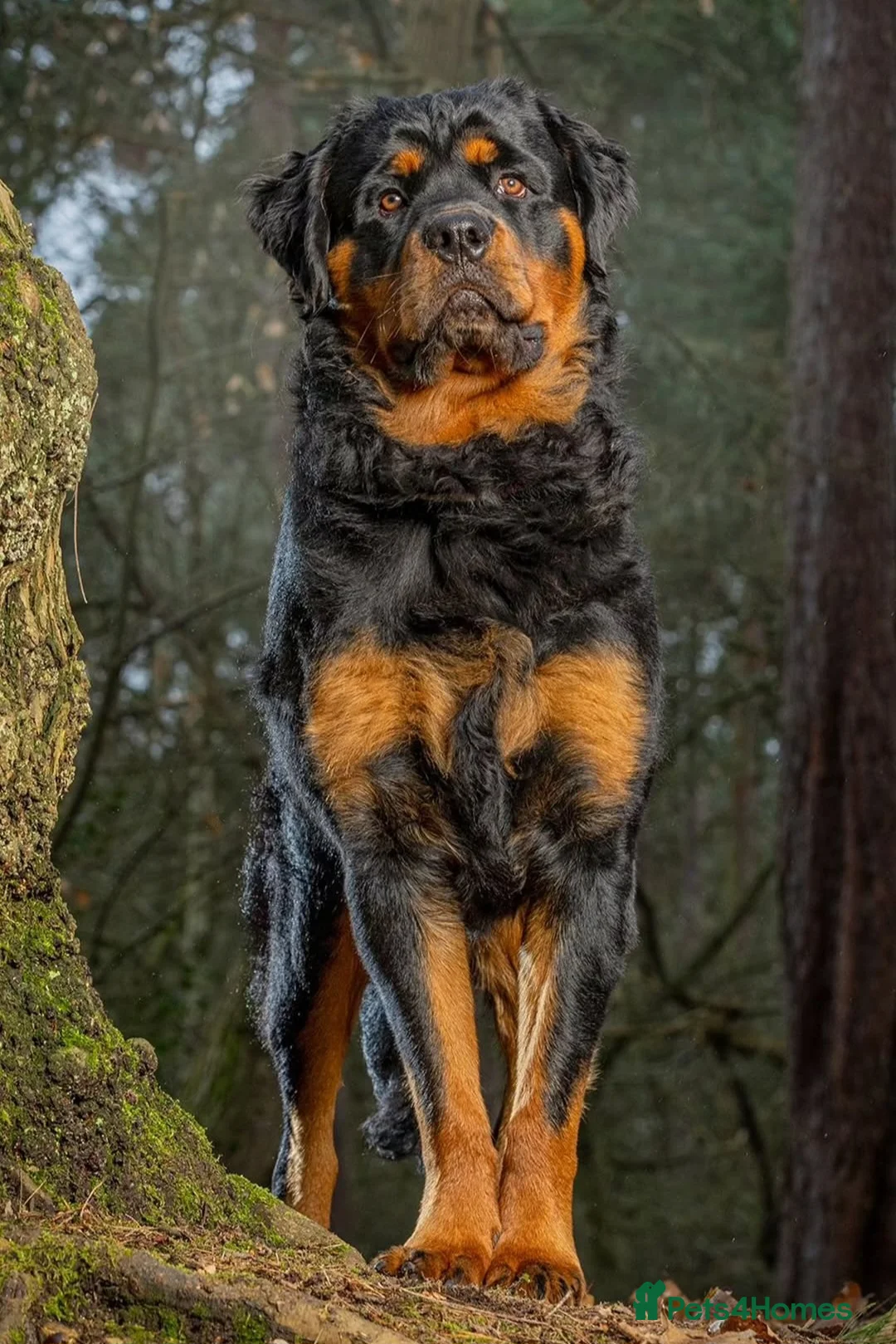 Rottweiler dogs for sale: Long Haired Fluffy Rottie Pups. Full Health Tested - Advert 22