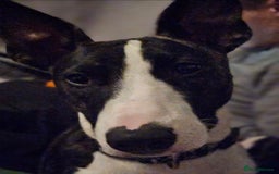 Mixed Breed dogs for sale: Loving Young Mixed-Breed Dog. - Image 4