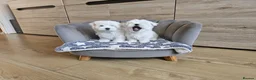 Maltese dogs for sale: Korean Maltese Puppies Available  - Advert 9