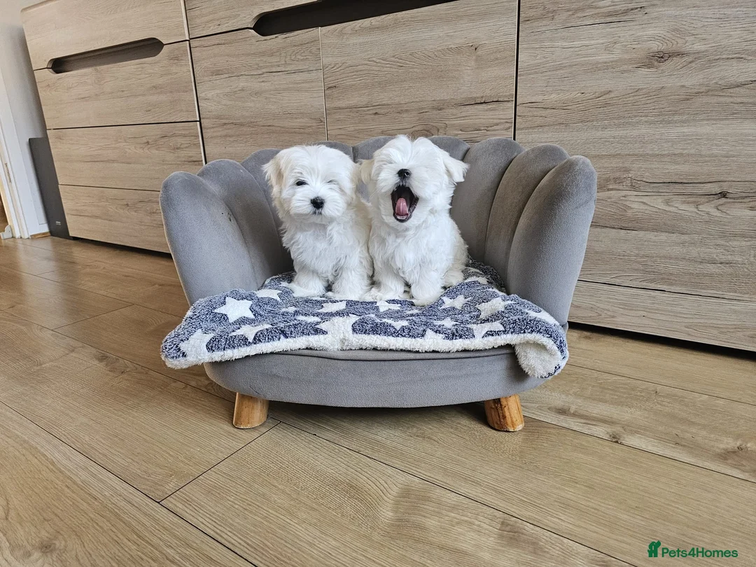 Maltese dogs for sale: Korean Maltese Puppies Available  - Advert 9