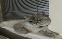 British Shorthair cats for sale: British shorthair white lilac shaded  - Image 1