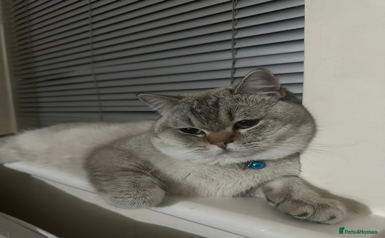 British Shorthair cats - Advert 13