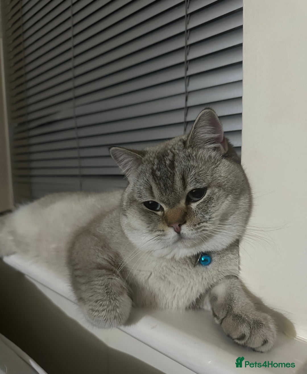British Shorthair cats for sale: British shorthair white lilac shaded  - Image 1