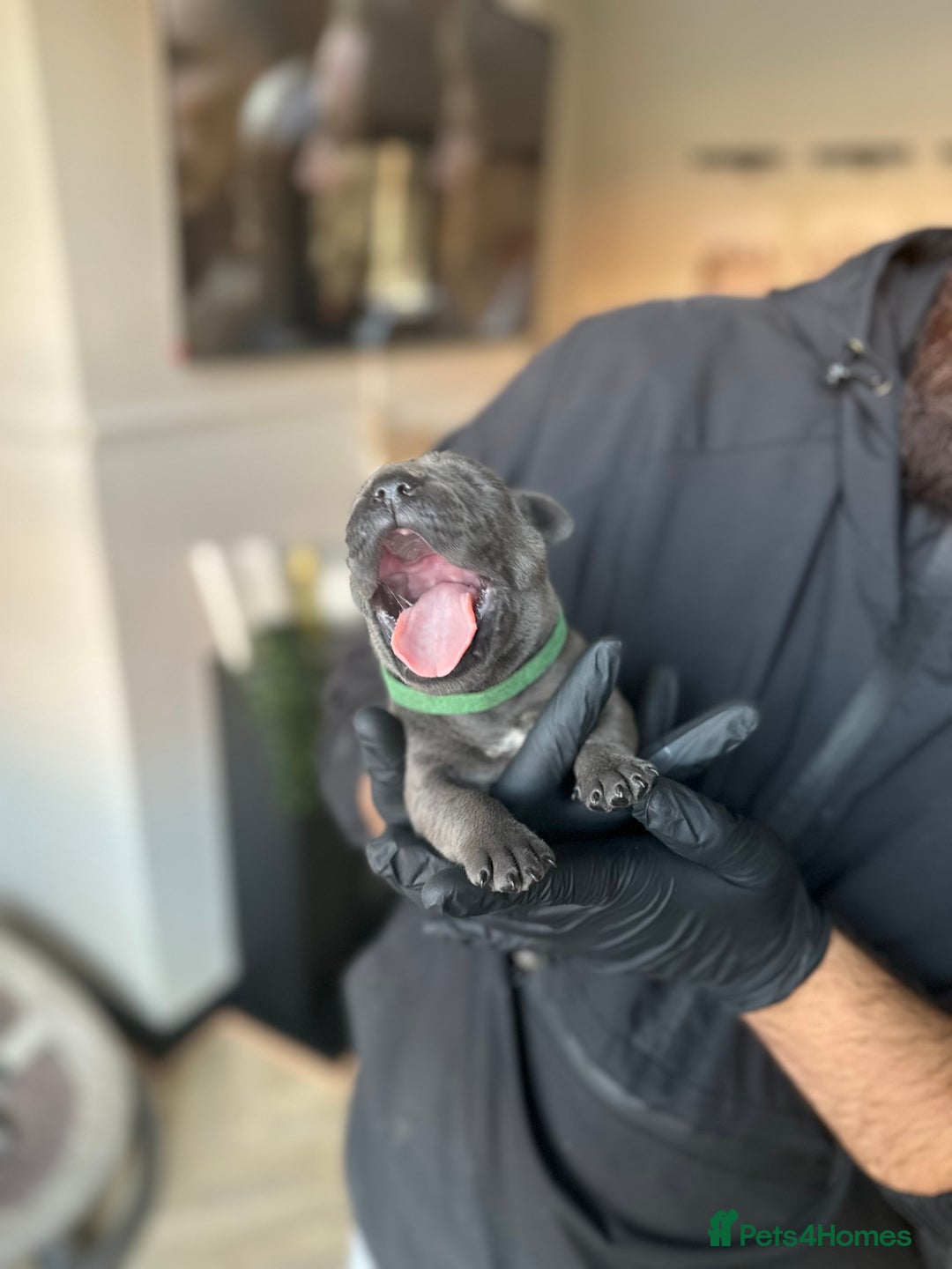 Cane Corso dogs for sale: Lupo D’Italia Kennels - Advert 24