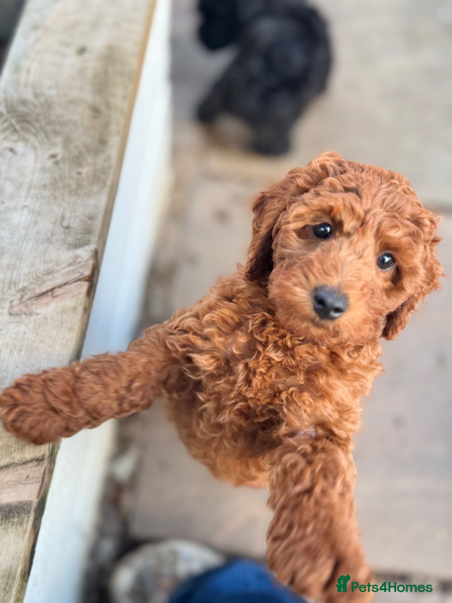 Cavapoo dogs Ready to leave, DNA HEALTH TESTED PARENTS. - Advert 4