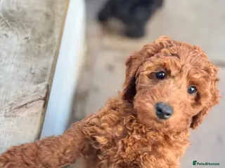 Cavapoo dogs Ready to leave, DNA HEALTH TESTED PARENTS. - Advert 4