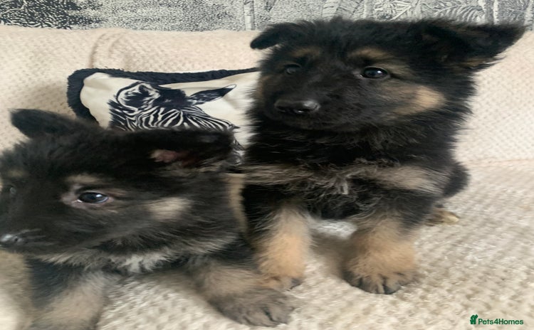 German Shepherd dogs - Advert 12