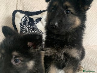 German Shepherd dogs - Advert 5