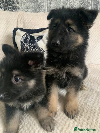 German Shepherd dogs - Advert 11