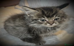 Ragdoll cats for sale: Ragdolls  - Image 17