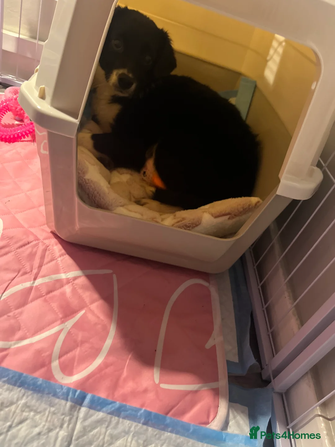 Border Collie dogs for sale: Border collie pup for sale  - Advert 1