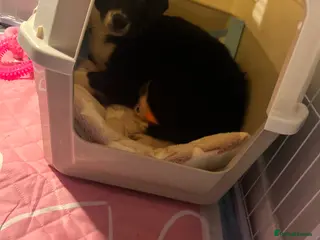 Border Collie dogs Border collie pup for sale - Advert 4